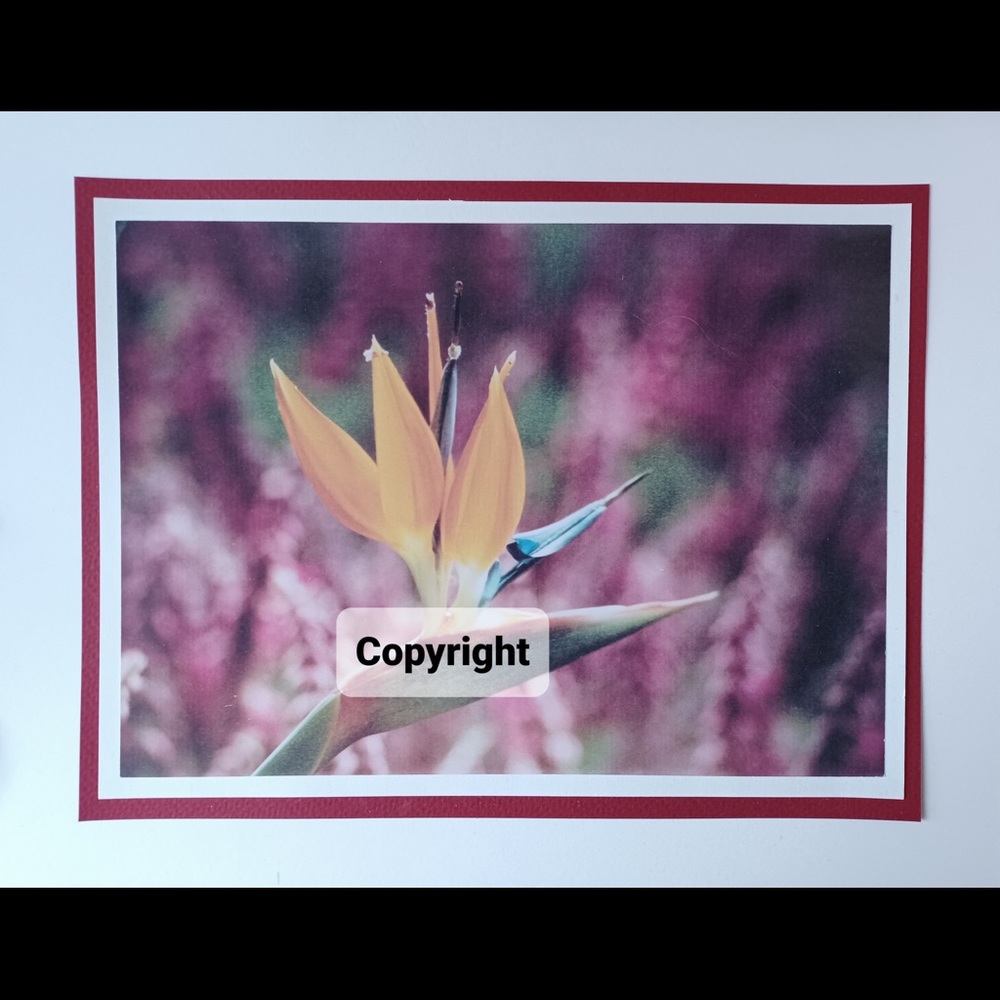 Flora 9 Photo Sale